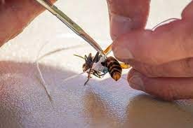 USDA Is Fighting Against Vespa Mandarinia