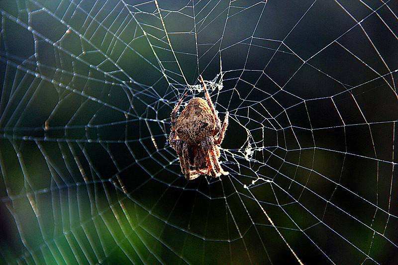 Cobwebs