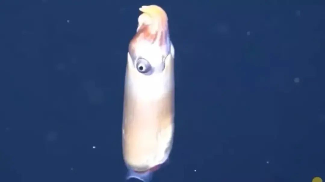 The never seen before Spirula squid, in its natural habitat